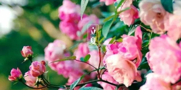 今日<i style='color:red'>立夏</i>丨春藏夏長，愿你生如夏花，熱烈絢爛,一路芬芳！